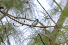 Ficedula superciliaris