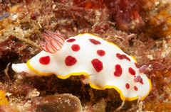 Goniobranchus splendidus