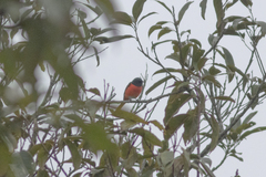 Pericrocotus brevirostris