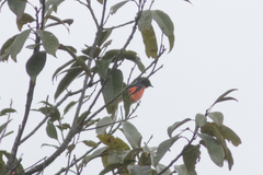 Pericrocotus brevirostris