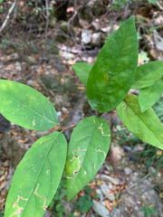 Calycanthus occidentalis