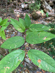 Calycanthus occidentalis