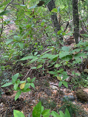 Calycanthus occidentalis