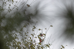 Pericrocotus brevirostris