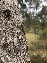 Cicadoidea