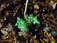 Geranium robertianum