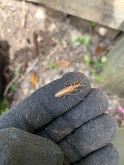 Thelyphassa lineata