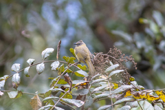 Pycnonotus flavescens