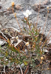 Mitrasacme polymorpha