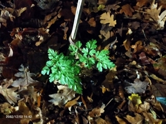 Geranium robertianum