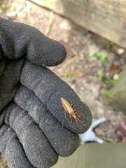 Thelyphassa lineata