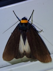 Macrobrochis staudingeri