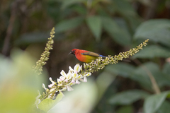 Aethopyga gouldiae