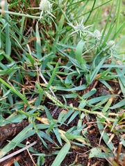 Paspalum vaginatum