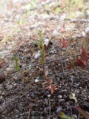 Epilobium hectori