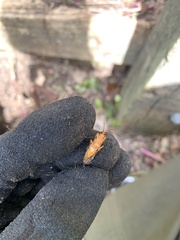 Thelyphassa lineata