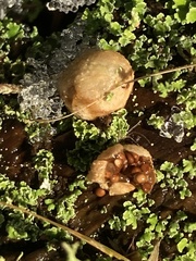 Nidularia deformis