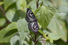 Euripus nyctelius