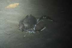 Callinectes arcuatus