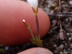 Epilobium hectori