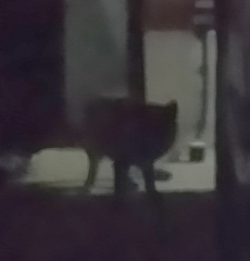 Vulpes vulpes crucigera