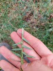 Paspalum vaginatum