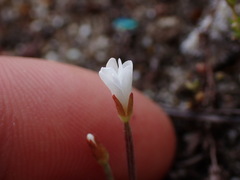 Epilobium hectori