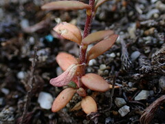 Epilobium hectori