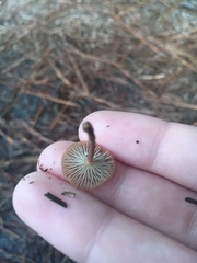 Collybiopsis dichroa