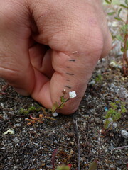Epilobium hectori