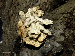 Laetiporus sulphureus