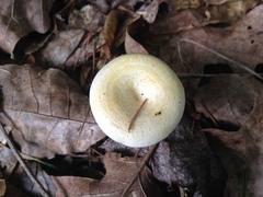 Lactarius maculatipes