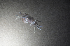 Ocypode occidentalis