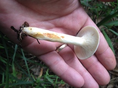 Lactarius maculatipes