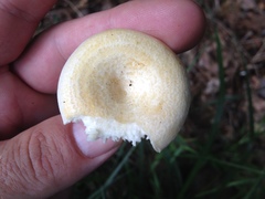 Lactarius maculatipes