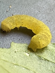 Neumichtis