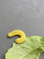 Neumichtis