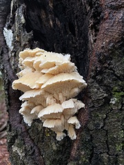 Irpiciporus