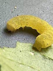 Neumichtis