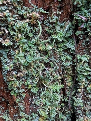 Cladonia coniocraea