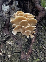 Irpiciporus