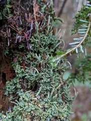 Cladonia coniocraea