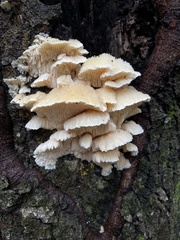 Irpiciporus