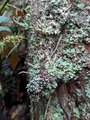 Cladonia coniocraea