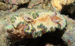 Glossodoris