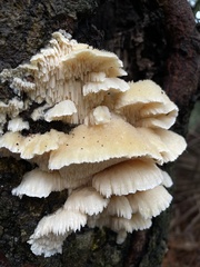 Irpiciporus