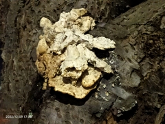 Laetiporus sulphureus