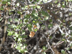 Prunus fremontii