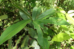Costus pulverulentus