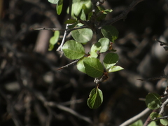 Prunus fremontii